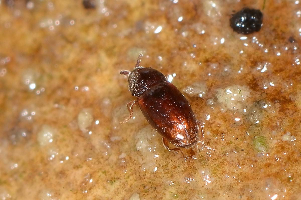 possibile Atomaria sp. (Chryptophagidae)